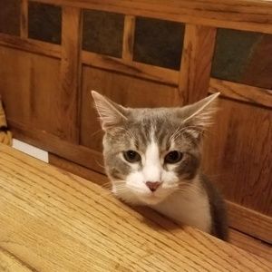 Meet your Posher, Trish